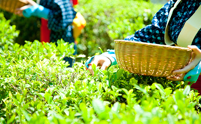 京都府宇治田原町のふるさと納税 早摘み煎茶いちばん星100ｇ入×3本　宇治茶の木谷製茶場　〈 煎茶 お茶 茶 緑茶 新茶 茶葉 お茶葉 早摘み いちばん星 宇治 〉 加工食品