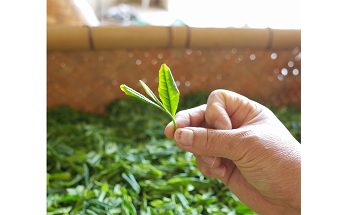 京都府宇治田原町のふるさと納税 早摘み煎茶いちばん星100ｇ入×3本　宇治茶の木谷製茶場　〈 煎茶 お茶 茶 緑茶 新茶 茶葉 お茶葉 早摘み いちばん星 宇治 〉 加工食品