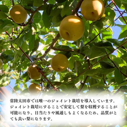 茨城県桜川市のふるさと納税 【2026年9月上旬発送開始】茨城県産 『幻の 梨 』 秀玉 約 3kg 6玉 ～ 9玉 【茨城県共通返礼品／常陸太田市】桧山果樹園 農家直送 桧山果樹園 農家直送 フルーツ  甘い 直送 茨城 限定 ギフト 梨 秀玉 しゅうぎょく 果物 [DU005sa]