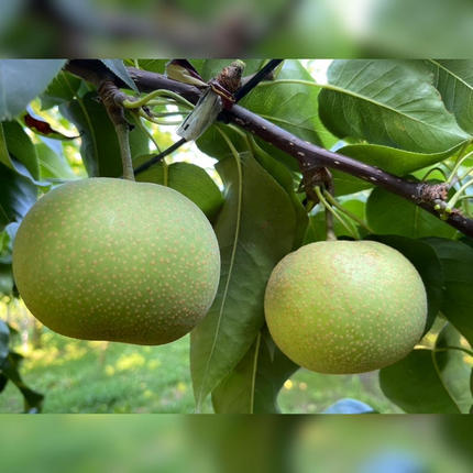 茨城県桜川市のふるさと納税 【2026年9月上旬発送開始】茨城県産 『幻の 梨 』 秀玉 約 3kg 6玉 ～ 9玉 【茨城県共通返礼品／常陸太田市】桧山果樹園 農家直送 桧山果樹園 農家直送 フルーツ  甘い 直送 茨城 限定 ギフト 梨 秀玉 しゅうぎょく 果物 [DU005sa]