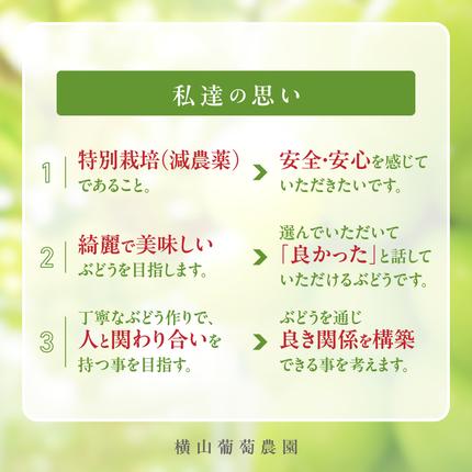山梨県甲斐市のふるさと納税 【2026年/令和8年発送＜先行予約＞】減農薬シャインマスカット1.2kg／2房　人気　おすすめ　国産　贈答　ギフト　お取り寄せ　　山梨県産　産地直送　フルーツ　果物　くだもの　ぶどう　ブドウ　葡萄　シャイン　シャインマスカット　新鮮　CF-2