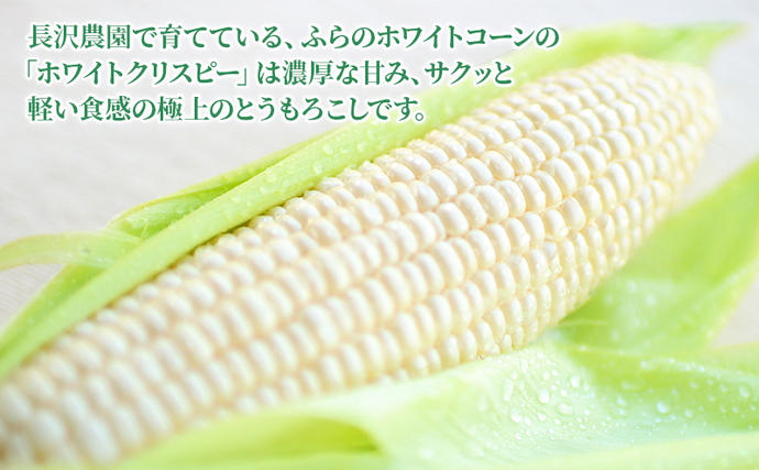北海道富良野市のふるさと納税 【先行受付  2026年発送】ふらのホワイトコーン 計 4.2kg 以上 (12～14本入) 白 とうもろこし ホワイトクリスピー 野菜 北海道 富良野 ふらの ギフト 長沢農園
