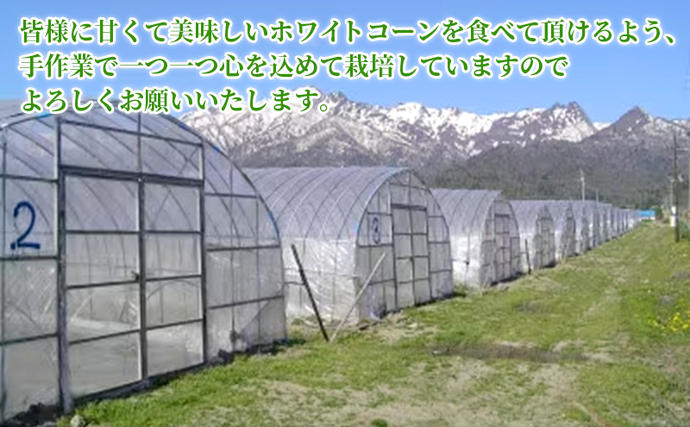 北海道富良野市のふるさと納税 【先行受付  2026年発送】ふらのホワイトコーン 計 4.2kg 以上 (12～14本入) 白 とうもろこし ホワイトクリスピー 野菜 北海道 富良野 ふらの ギフト 長沢農園