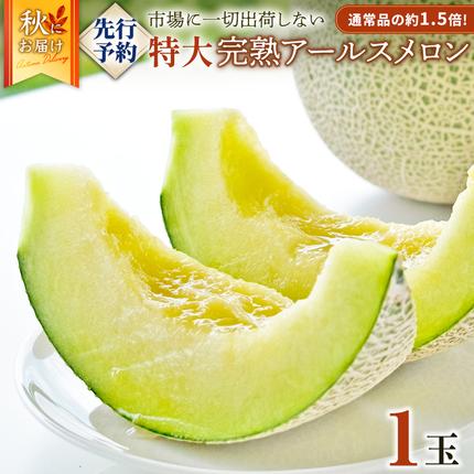 茨城県筑西市のふるさと納税 完熟 特大 アールスメロン １玉 2026年産 先行予約 メロン マスクメロン 青肉 果物 フルーツ 茨城県産 期間限定 数量限定 [AF087ci]