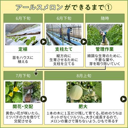 茨城県筑西市のふるさと納税 完熟 特大 アールスメロン １玉 2026年産 先行予約 メロン マスクメロン 青肉 果物 フルーツ 茨城県産 期間限定 数量限定 [AF087ci]