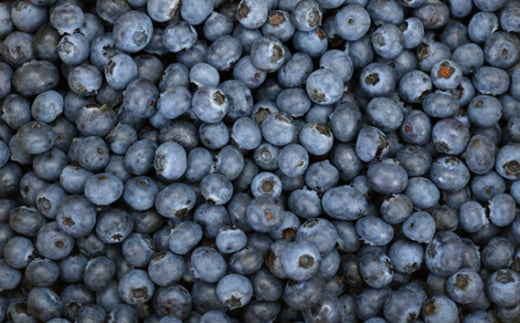 茨城県坂東市のふるさと納税 No.720 茨城県坂東市産 冷凍ブルーベリー 約500g【先行予約】 ／ 朝摘み 爽やか 甘み トッピング 冷凍 茨城県