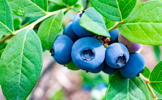 茨城県坂東市のふるさと納税 No.720 茨城県坂東市産 冷凍ブルーベリー 約500g【先行予約】 ／ 朝摘み 爽やか 甘み トッピング 冷凍 茨城県