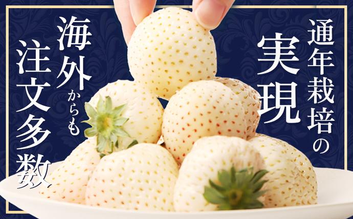 北海道中標津町のふるさと納税 【セゾン限定】【受注後、随時発送！】【北海道産】ゆきいちご（白いちご） 2Pセット 250g×2 計500g【59004】