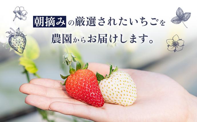 北海道中標津町のふるさと納税 【セゾン限定】【受注後、随時発送！】【北海道産】ゆきいちご（白いちご） 2Pセット 250g×2 計500g【59004】