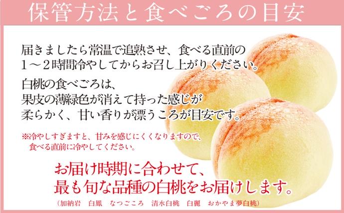 もも 2026年 先行予約 岡山匠の白桃 約1.5kg 5～6玉 犬塚農園 岡山県産
