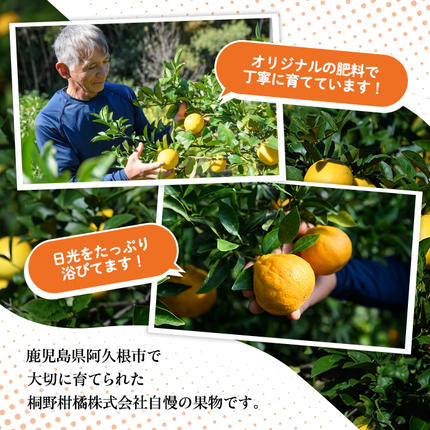 鹿児島県阿久根市のふるさと納税 訳あり紅甘夏(約20kg) 国産 鹿児島県 阿久根市 果実 果物 フルーツ 柑橘 紅甘夏 みかん ミカン 期間限定 数量限定【桐野柑橘株式会社】akn070-09