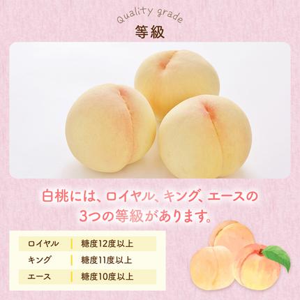 岡山県玉野市のふるさと納税 桃 2026年 先行予約 岡山 白桃 ロイヤル 4～6玉 約1kg JA おかやま のもも（早生種・中生種） もも モモ 岡山県産 国産 フルーツ 果物 ギフト