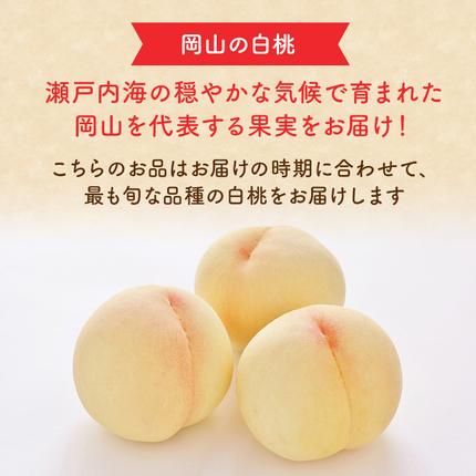 岡山県玉野市のふるさと納税 桃 2026年 先行予約 岡山 白桃 ロイヤル 4～6玉 約1kg JA おかやま のもも（早生種・中生種） もも モモ 岡山県産 国産 フルーツ 果物 ギフト