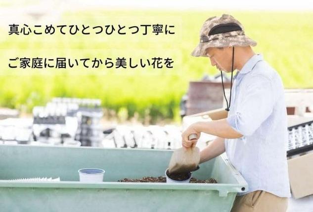 兵庫県稲美町のふるさと納税 花 定期便 4ヶ月季節の花苗 セット 花き品評会理事長賞受賞 花苗 生産者直送 庭季節の花苗セット ガーデニング 花壇 苗 苗木 花の苗 花の苗物 定期 お楽しみ 4回 お届け