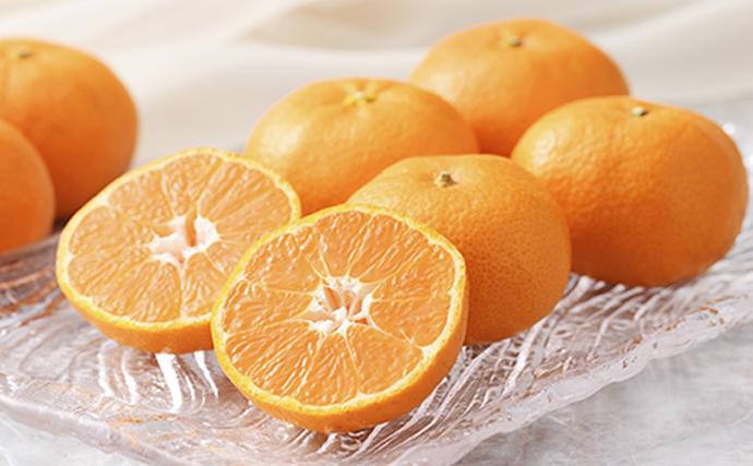 ハウスみかん。追加分です 2026年6月下旬より順次発送】静岡県浜松市産ハウスみかん2.4kg / 静岡