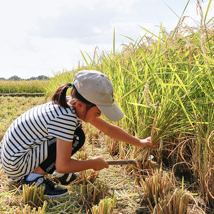 茨城県桜川市のふるさと納税 令和7年産 【3ヶ月定期便】 筑波山麓・羽鳥の沢水米 コシヒカリ 5kg × 3回 定期便 米 お米 コメ 精米 白米 桜川市 茨城県 [BN003sa]