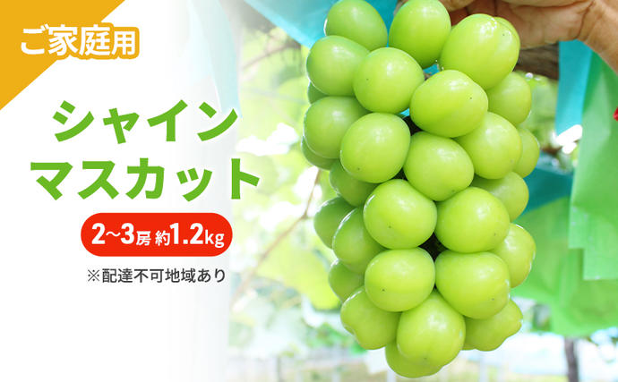 岡山県里庄町のふるさと納税 ぶどう 2026年 先行予約 ご家庭用 シャインマスカット 2～3房 約1.2kg ブドウ シャイン マスカット 葡萄 岡山 国産 フルーツ 果物