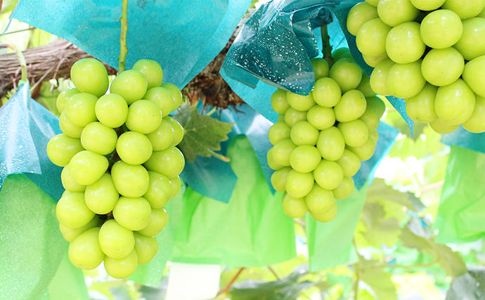 岡山県里庄町のふるさと納税 ぶどう 2026年 先行予約 ご家庭用 シャインマスカット 2～3房 約1.2kg ブドウ シャイン マスカット 葡萄 岡山 国産 フルーツ 果物