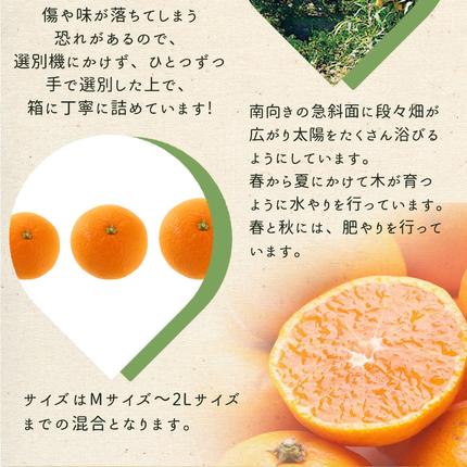 和歌山県湯浅町のふるさと納税 ZE6401n_湯浅町産せとか11～15玉（M～2Lサイズ混合）化粧箱入り秀品【まごころ手選別】