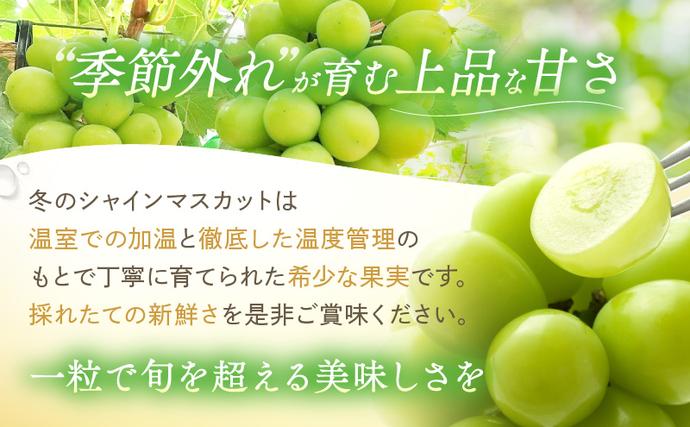 岡山県里庄町のふるさと納税 【2026年先行予約】 ぶどう 冬の贅沢 シャインマスカット 1房(700g以上)【11月20日から12月12日の期間に発送】 葡萄 ブドウ 岡山県産 フルーツ 果物 数量限定 期間限定 岡山 里庄町