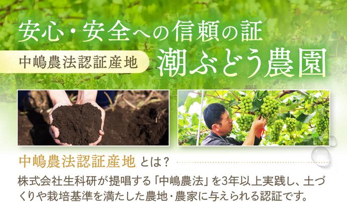 岡山県里庄町のふるさと納税 【2026年先行予約】 ぶどう 冬の贅沢 シャインマスカット 1房(700g以上)【11月20日から12月12日の期間に発送】 葡萄 ブドウ 岡山県産 フルーツ 果物 数量限定 期間限定 岡山 里庄町