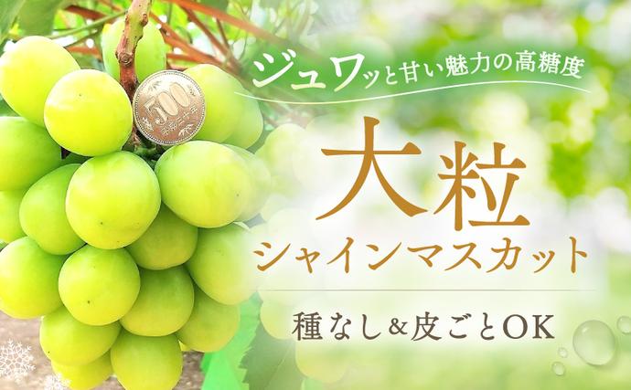 岡山県里庄町のふるさと納税 【2026年先行予約】 ぶどう 冬の贅沢 シャインマスカット 1房(700g以上)【11月20日から12月12日の期間に発送】 葡萄 ブドウ 岡山県産 フルーツ 果物 数量限定 期間限定 岡山 里庄町