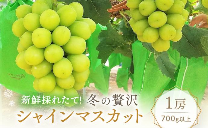 [2026年先行予約] ぶどう 冬の贅沢 シャインマスカット 1房(700g以上)[11月20日から12月12日の期間に発送] 葡萄 ブドウ 岡山県産 フルーツ 果物 数量限定 期間限定 岡山 里庄町