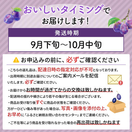 北海道仁木町のふるさと納税 [先行受付] 北海道仁木町産 プルーン 1.6kg（品種：サンプルーン） 厳選品 果物詰合せ フルーツ 果物 くだもの[松山商店]