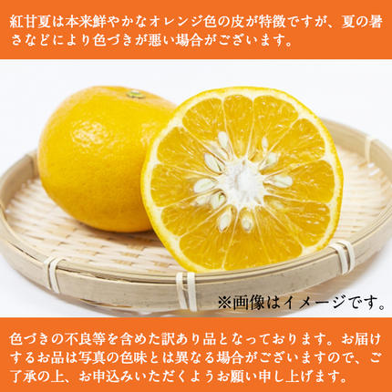 鹿児島県阿久根市のふるさと納税 訳あり紅甘夏(約20kg) 国産 鹿児島県 阿久根市 果実 果物 フルーツ 柑橘 紅甘夏 みかん ミカン 期間限定 数量限定【桐野柑橘株式会社】akn070-09
