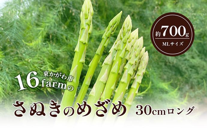 香川県東かがわ市のふるさと納税 16farmのアスパラ「さぬきのめざめ30cmロング」MLサイズ700g アスパラガス さぬきのめざめ ロングアスパラ 野菜 やさい 新鮮 東かがわ