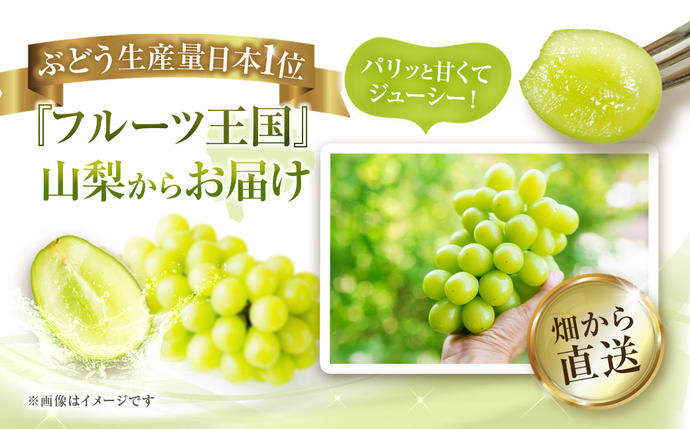 2025年発送】 ぶどう 山梨県産 シャインマスカット 約1.8kg [株式会社