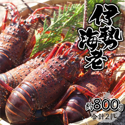 HRISR-80[先行予約][生冷凍・数量限定]宮崎県串間産 天然伊勢エビ(計約800kg・2匹) [合同会社Houryoumaru]