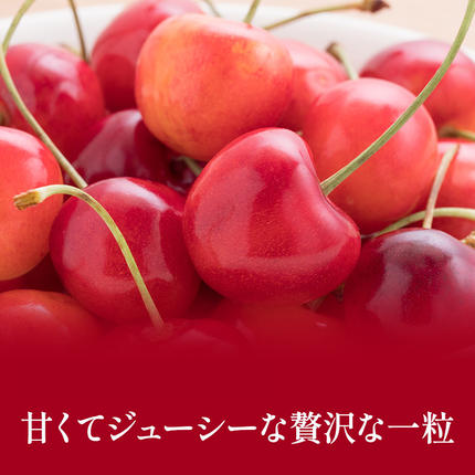 北海道仁木町のふるさと納税 先行受付 北海道 仁木町産「匠」 さくらんぼ 【 佐藤錦 】300g×2 嶋田茂農園  サクランボ チェリー フルーツ 果物 果物類  仁木町 仁木 [嶋田茂農園匠]