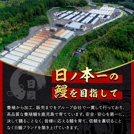 鹿児島県志布志市のふるさと納税 【志布志市制20周年記念】＜期間限定規格＞日ノ本一の鰻の蒲焼き＜大＞1尾(約190g以上) a2-116-sbs