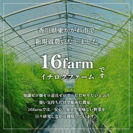 香川県東かがわ市のふるさと納税 16farmのアスパラ「さぬきのめざめ30cmロング」MLサイズ700g アスパラガス さぬきのめざめ ロングアスパラ 野菜 やさい 新鮮 東かがわ