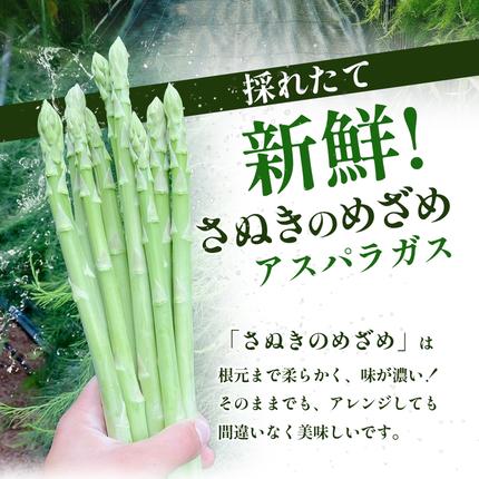 香川県東かがわ市のふるさと納税 16farmのアスパラ「さぬきのめざめ30cmロング」MLサイズ700g アスパラガス さぬきのめざめ ロングアスパラ 野菜 やさい 新鮮 東かがわ