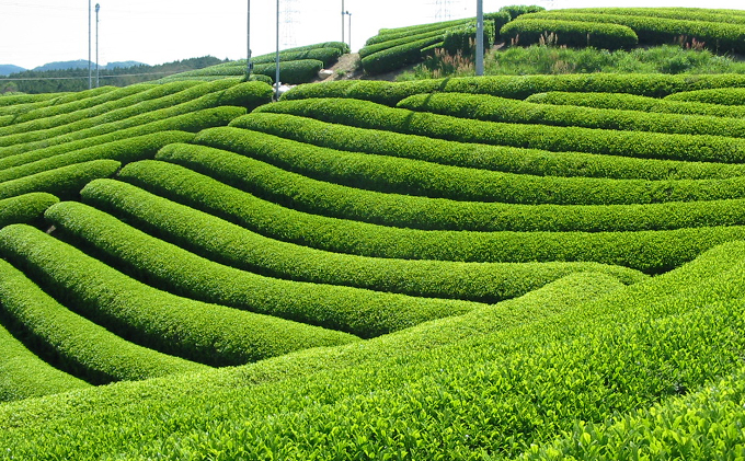 有機宇治ほうじ茶10本入 〈 有機 オーガニック 無農薬 有機宇治茶 茶葉