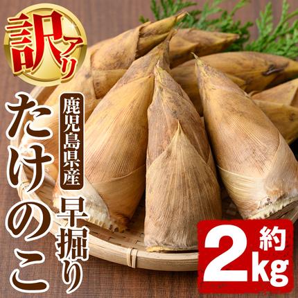 訳あり！鹿児島県産 早掘りたけのこ(約2kg) 国産 野菜 たけのこ タケノコ 筍 旬 煮物 水煮 天ぷら つくだ煮【松永青果】akn053-29