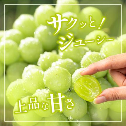 香川県東かがわ市のふるさと納税 訳あり シャインマスカット 1.1kg 2房 家庭用 香川県産 ぶどう ブドウ 葡萄 マスカット フルーツ 果物 くだもの 旬のフルーツ 旬の果物 不揃い 訳アリ 香川 香川県 東かがわ市