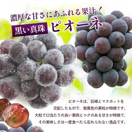 香川県東かがわ市のふるさと納税 ハウスピオーネ 大房 3～6房 2kg 化粧箱 黒い真珠 ピオーネ 葡萄 ぶどう ブドウ フルーツ 果物 くだもの 果実 旬の果物 旬のフルーツ 贈答用 ギフト プレゼント 香川 香川県 東かがわ市