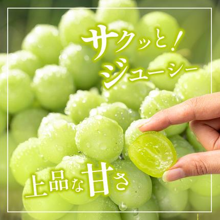 香川県東かがわ市のふるさと納税 瀬戸内のシャインマスカット 2～6房 （約2kg）  シャインマスカット マスカット 葡萄 ぶどう ブドウ フルーツ 果物 くだもの 果実 旬の果物 旬のフルーツ 香川 香川県 東かがわ市