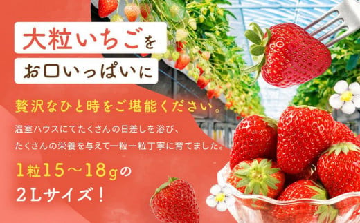静岡県御前崎市のふるさと納税 2Lサイズ　 静岡いちご「紅ほっぺ」40粒　総重量約600ｇ　【20粒（約300ｇ）×2トレイ】 数量限定　人気　リピート多数