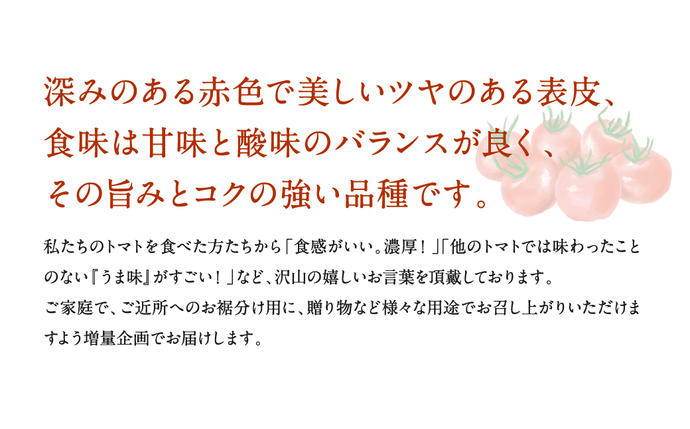 熊本県八代市のふるさと納税 【甘みと酸味のバランス、旨みが絶妙な代表作】完熟収穫ミニトマト 約1.2kg トマト 甘い 野菜 旬 サラダ