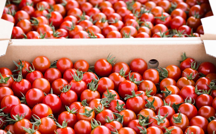 熊本県八代市のふるさと納税 【甘みと酸味のバランス、旨みが絶妙な代表作】完熟収穫ミニトマト 約1.2kg トマト 甘い 野菜 旬 サラダ