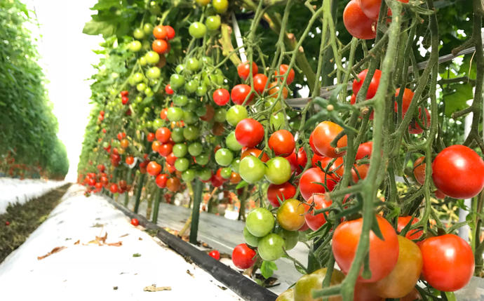 熊本県八代市のふるさと納税 【甘みと酸味のバランス、旨みが絶妙な代表作】完熟収穫ミニトマト 約1.2kg トマト 甘い 野菜 旬 サラダ