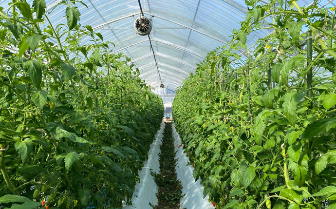 熊本県八代市のふるさと納税 【甘みと酸味のバランス、旨みが絶妙な代表作】完熟収穫ミニトマト 約1.2kg トマト 甘い 野菜 旬 サラダ