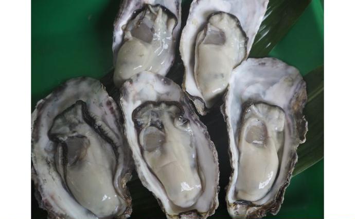 岡山県瀬戸内市のふるさと納税 牡蠣 2026年 先行予約 牡蠣づくし セット （ 殻付牡蠣 15個・ 甘露煮 ・ かき味噌 ） 山銀商店 瀬戸内海虫明湾産 魚介類 カキ シーフード