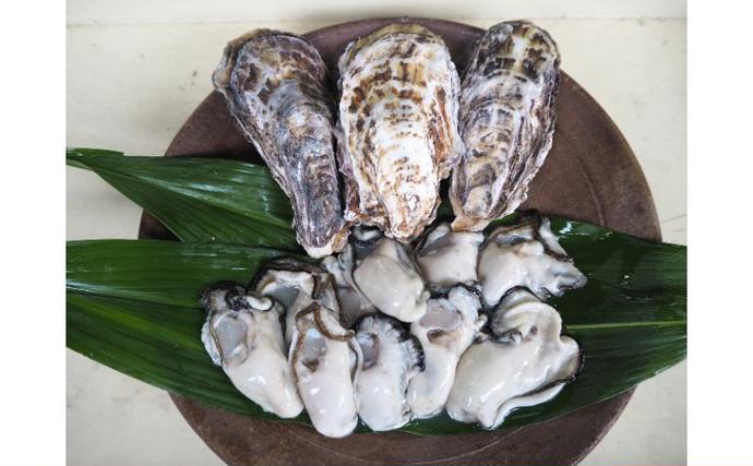 岡山県瀬戸内市のふるさと納税 牡蠣 2026年 先行予約 牡蠣むき身 500gと 殻付牡蠣 10個 セット 山銀商店 瀬戸内海虫明湾産 魚介類 カキ かき シーフード