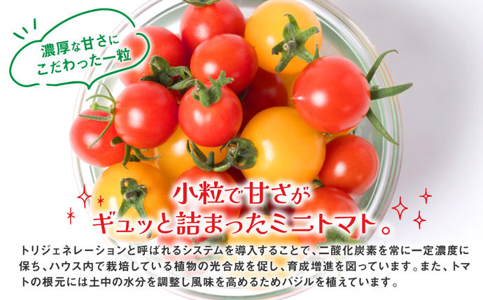 熊本県八代市のふるさと納税 【定期便3回】 ミニトマト (ミックス) 1.2kg×3回 八代市産 宮島農園 とまと 野菜