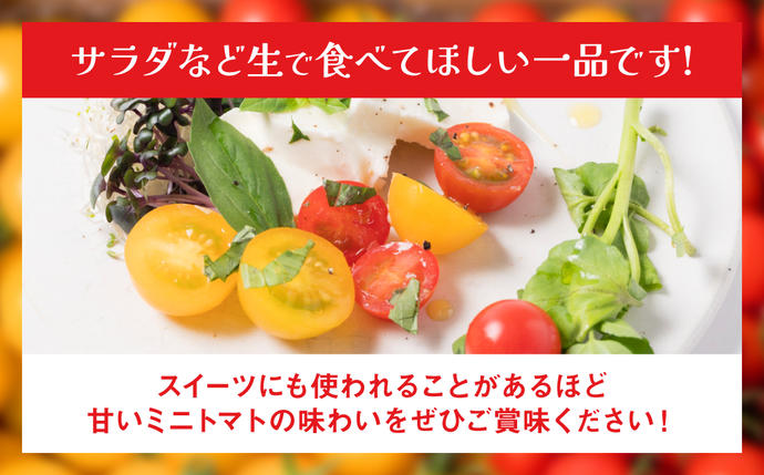 熊本県八代市のふるさと納税 【定期便3回】 ミニトマト (ミックス) 1.2kg×3回 八代市産 宮島農園 とまと 野菜